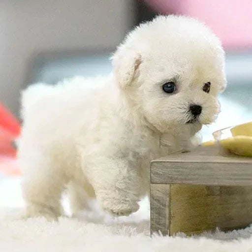 Kids Animated Puppy Toy with Sensory Touch Features
