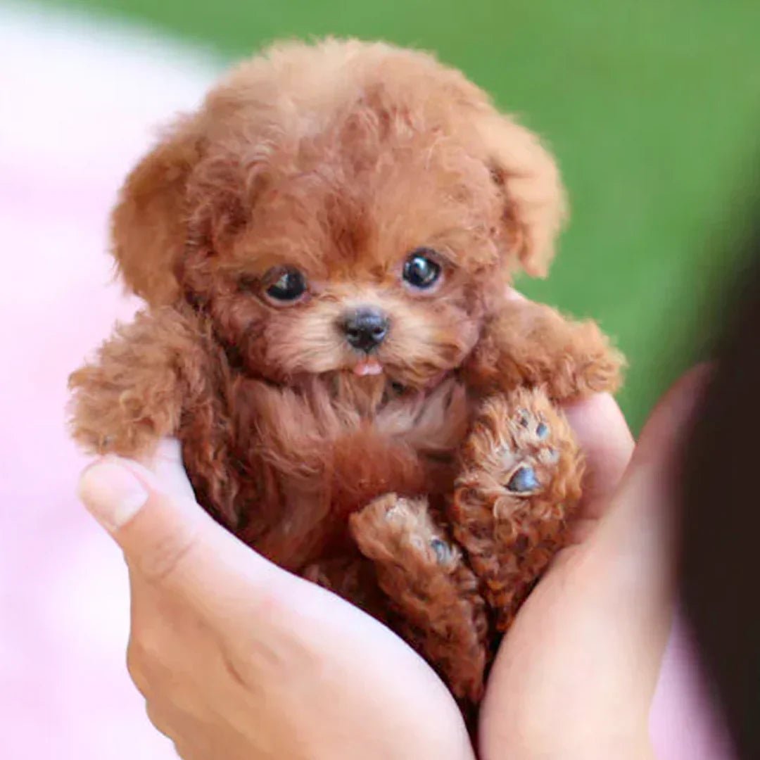 Kids Animated Puppy Toy with Sensory Touch Features - BritishMode