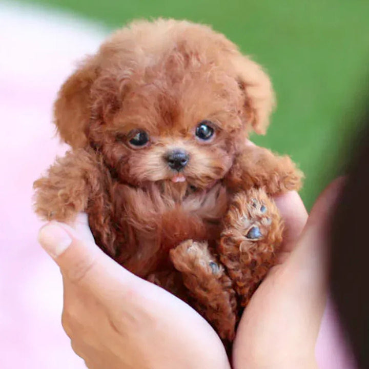 Kids Animated Puppy Toy with Sensory Touch Features - BritishMode